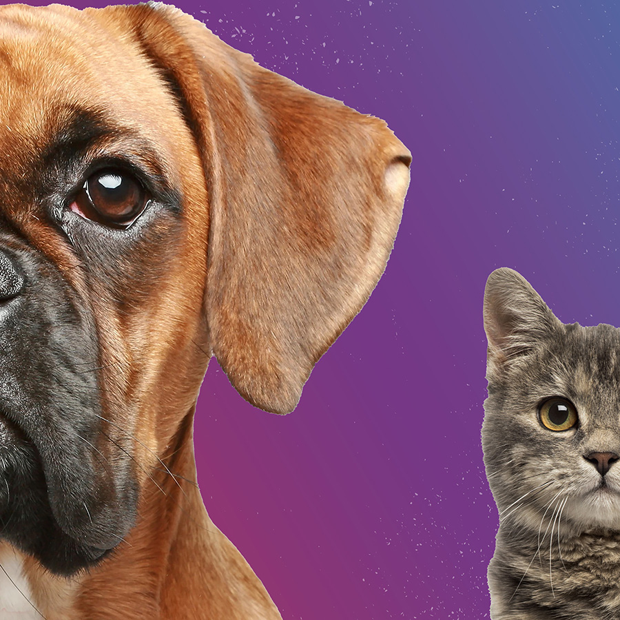 Solution Story - Purina LAB9