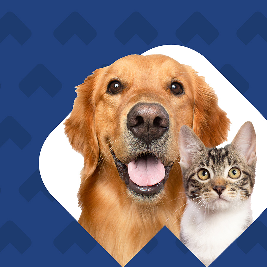 Solution Story - VCA